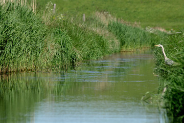 Reiher am Ufer