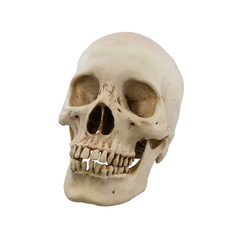Human skull isolated on a white background.