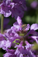 purple flower with bee