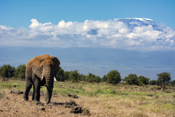 African Elephant!