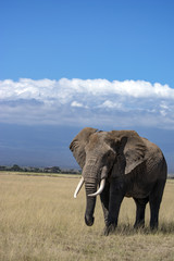 African Elephant!