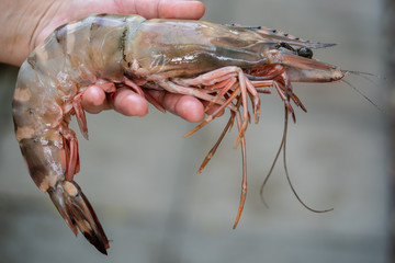 Hand are holding shrimp big size, Big shrimp in hand, Seafood.