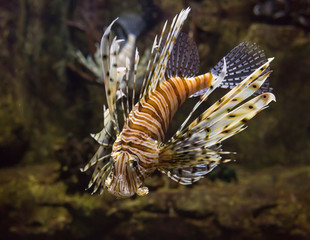 Red lionfish - Pterois volitans. Wild life animal.