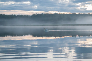 lake in fog and a swimming swan
