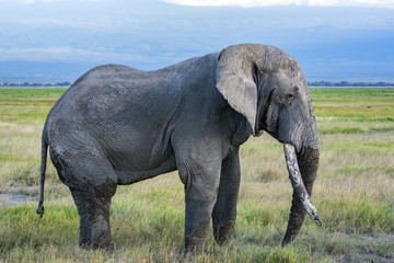 Obraz na płótnie Canvas African Elephant!
