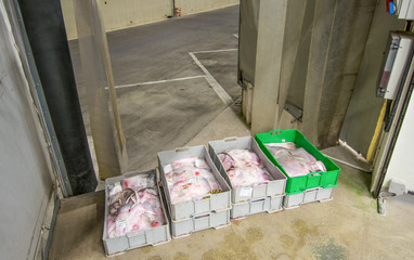 Stingrays in crate fish market