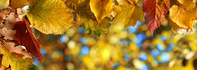 background of autumn colored leaves, panoramic banner