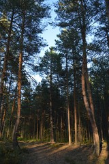 Obraz premium Anomalia forest wild Russia