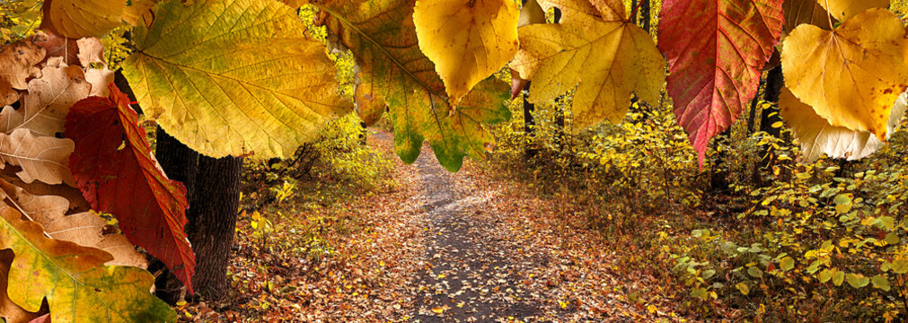 background of autumn colored leaves, panoramic banner