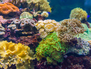 Naklejka na ściany i meble Coral Reef and Tropical Fish in Sunlight. Singapore aquarium