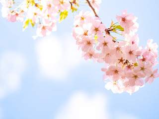 春の陽射し/桜