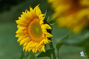 Sonnenblume