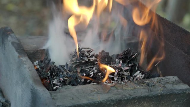 fire of a forge furnace with pine cones in a village smithy