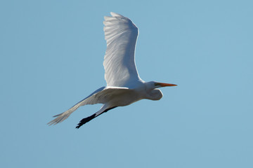 Great egret flying in beautiful light a North California marsh