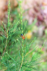 Fototapeta premium Close up of insect bug on green plant