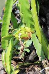 Exotic dragon fruit plant growing