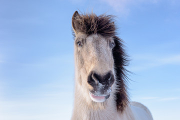 Portrait Head shot of White / grey Icelandic pony (Equus ferus caballus)