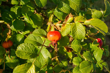 Red ripe berry of dogrose on branches, last summer.