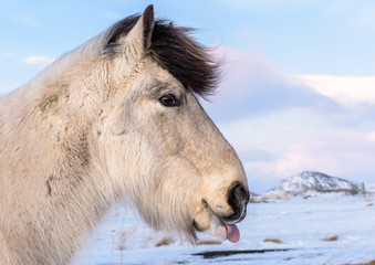 Profile Head shot of White / grey Icelandic pony (Equus ferus caballus)