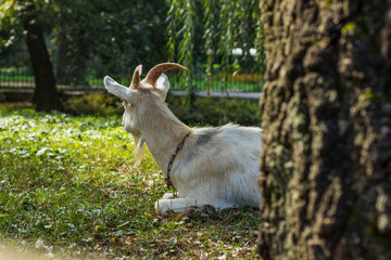 farm animal portrait concept of goat with small horns in natural outdoor park environment lay on a grass and looking side ways
