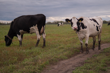 A herd of cows grazing on the field