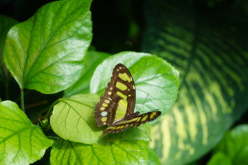 Grüner Schmetterling