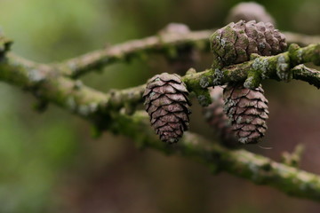 Cones on the branch