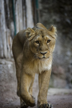 lioness move toward the camer a in a vertical image
