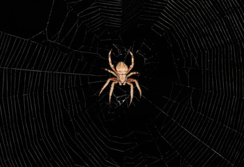 Orb Weaving Spider Sitting In His Web