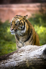 sitting tiger looking  on the left in a vertical image