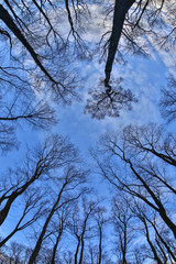 upward view in a dark spooky forest