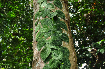 Liana on the tree in the rainforest