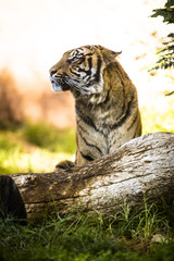 sitting tiger looking  on the left in a vertical image