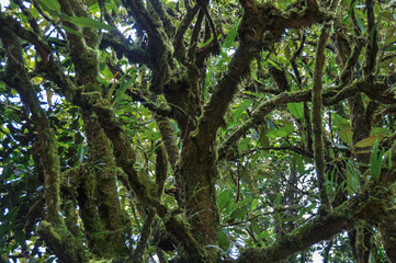 Mossy forest on the mountain Brinchang