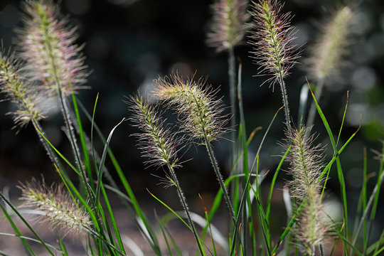 Close-up of wild plant on the summer field