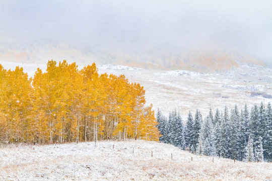Fall Color and Snow in Colorado