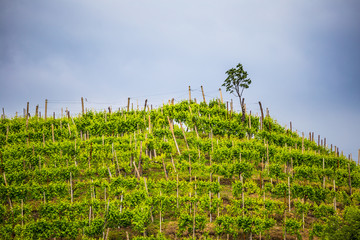 Valdobbiadene region of Prosecco sparkling wine, vineyards planted with steep slopes of hills. Italy