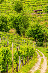 Fototapeta na wymiar Valdobbiadene region of Prosecco sparkling wine, vineyards planted with steep slopes of hills. Italy