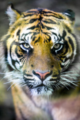 tiger looking directly in  camera first plane  in vertical image