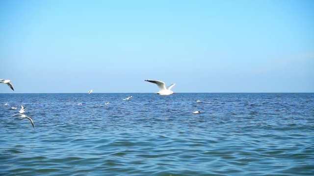 Seagulls over the sea. Slow motion.