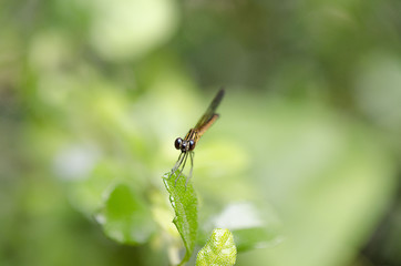 dragonfly