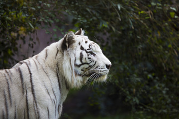 white tiger portrait  looking intensly at the right