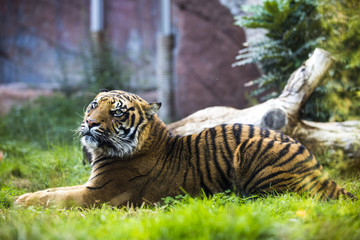 lying tiger looking stright in front