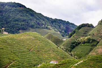 Fototapeta na wymiar Prosecco region, view of hills with vineyards, sunny day