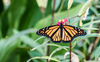 Butterflies are enjoying a sunny day around flowers