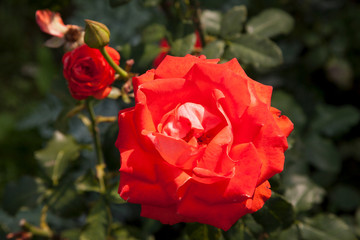 Red rose flowers on the background of green leaves