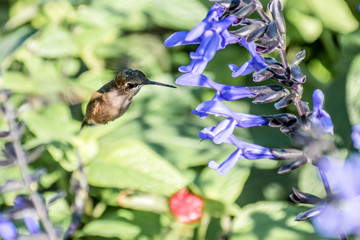A hummingbird is enjoying a sunny day on tree branches
