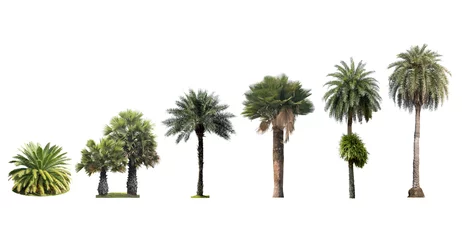 Zelfklevend Fotobehang Palmboom palmboom geïsoleerd op een witte achtergrond collectie set