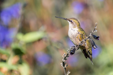 A hummingbird is enjoying a sunny day on tree branches