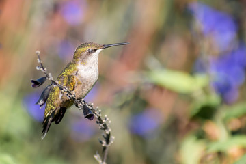 A hummingbird is enjoying a sunny day on tree branches
